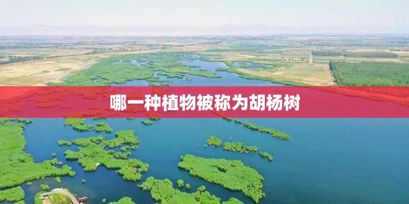 哪一种植物被称为胡杨树