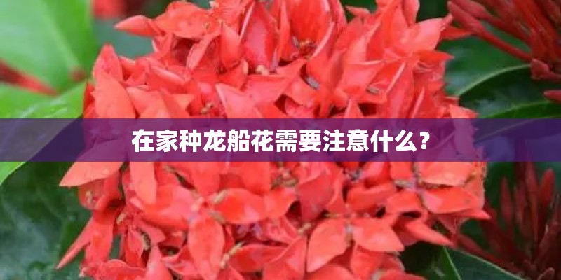 在家种龙船花需要注意什么? 在家种龙船花需要注意什么?