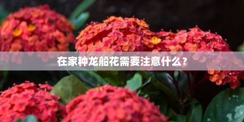 在家种龙船花需要注意什么? 在家种龙船花需要注意什么?