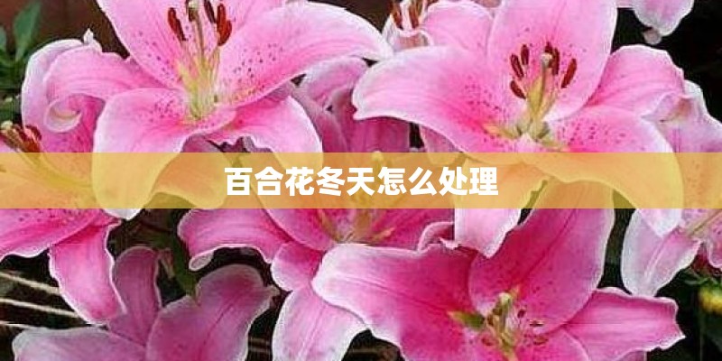 百合花冬天怎么处理