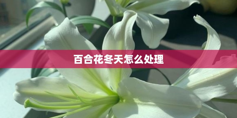 百合花冬天怎么处理
