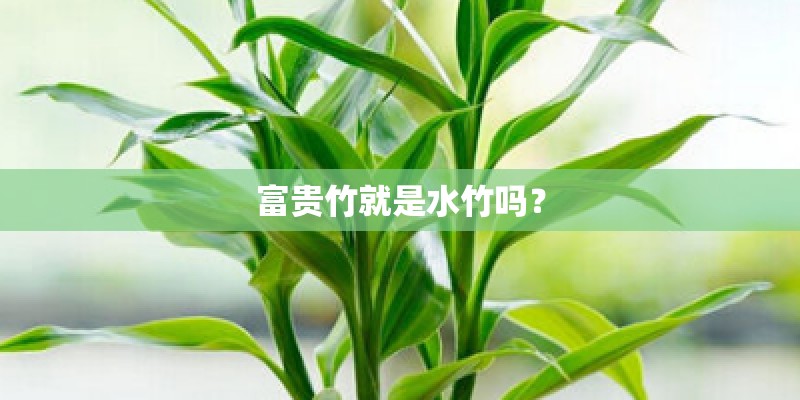 富贵竹就是水竹吗？
