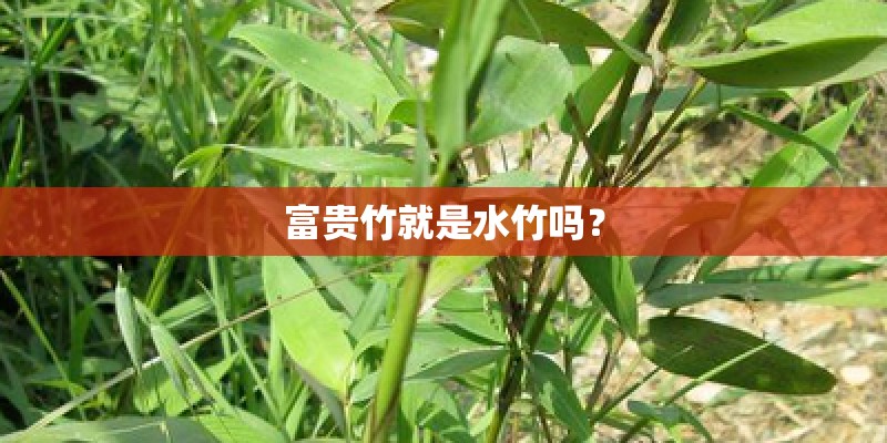 富贵竹就是水竹吗? 富贵竹就是水竹吗?