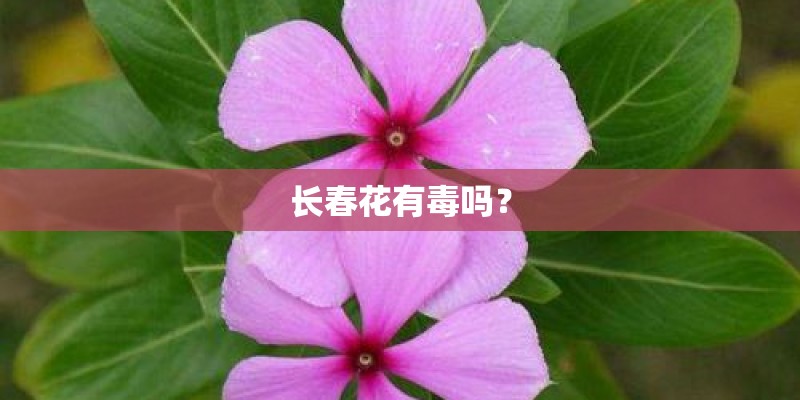 长春花有毒吗？