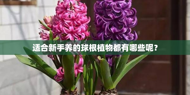 适合新手养的球根植物都有哪些呢？