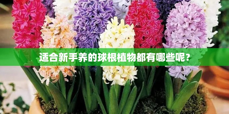 适合新手养的球根植物都有哪些呢？