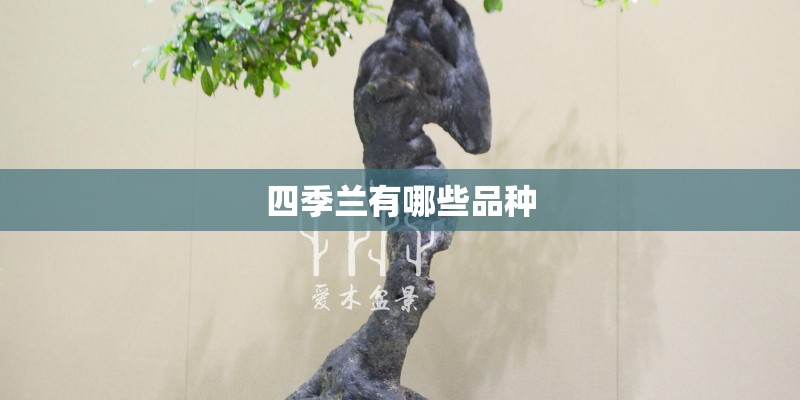 四季兰有哪些品种