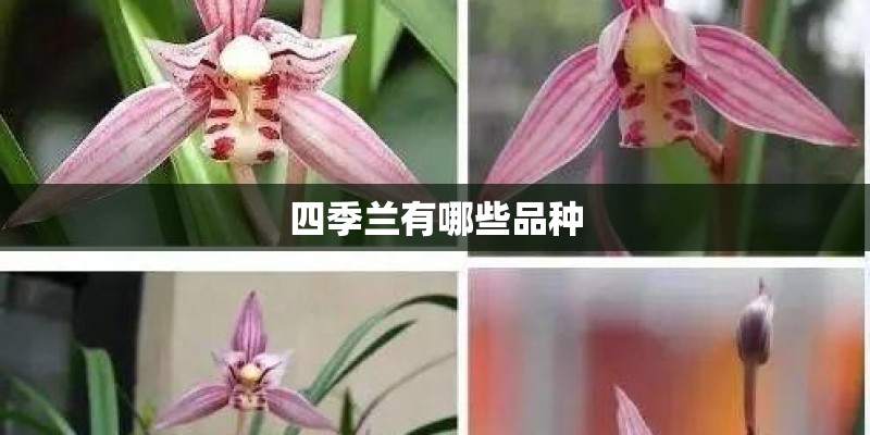 四季兰有哪些品种