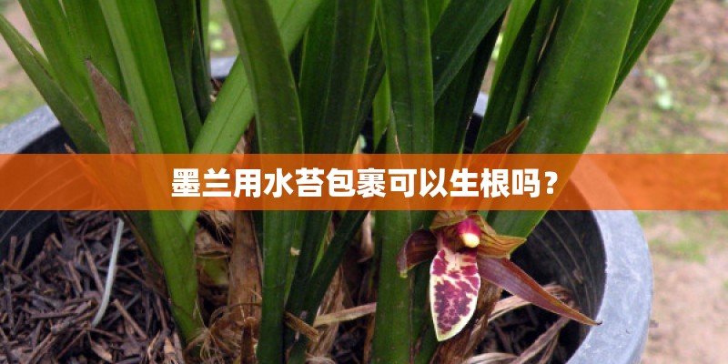 墨兰用水苔包裹可以生根吗？