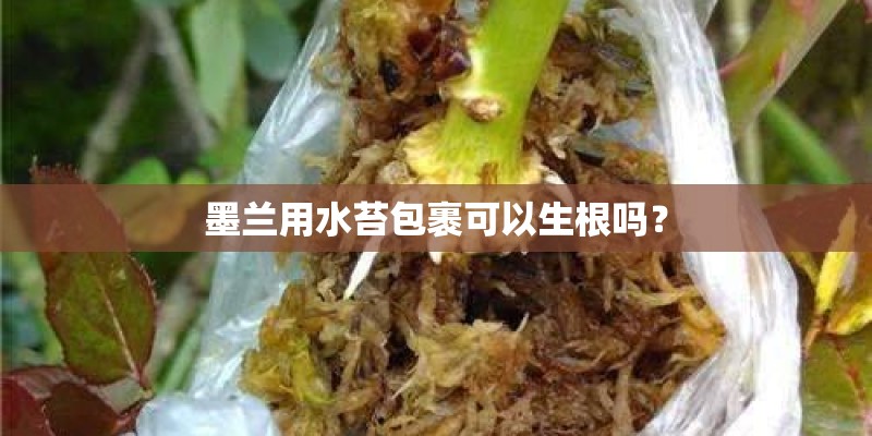 墨兰用水苔包裹可以生根吗？