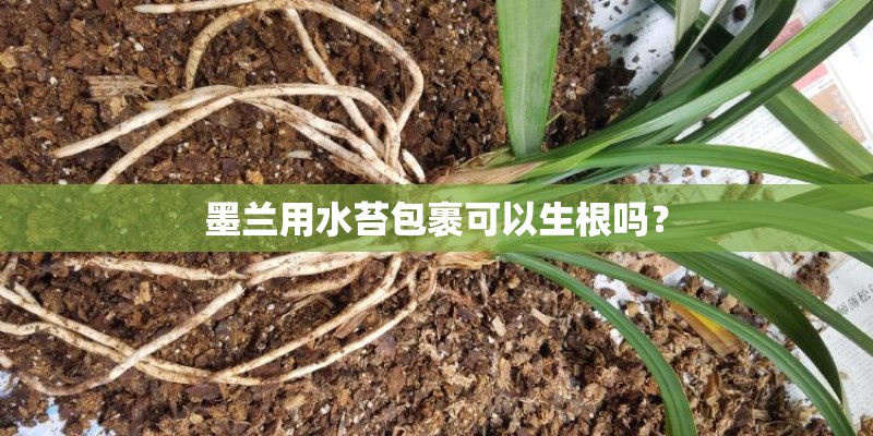 墨兰用水苔包裹可以生根吗？