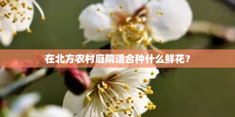在北方农村庭院适合种什么鲜花？