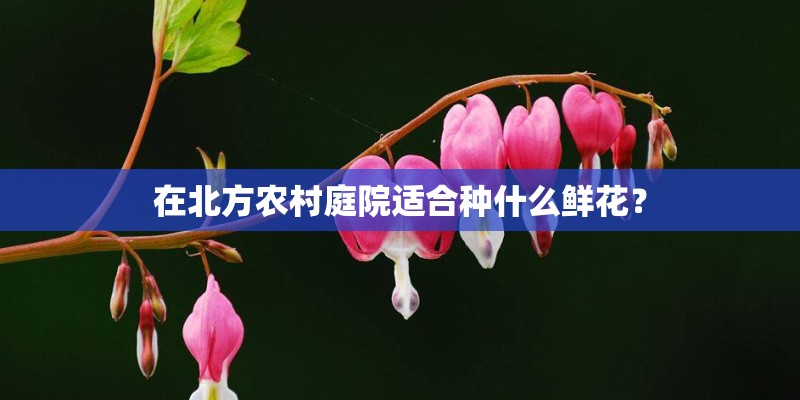 在北方农村庭院适合种什么鲜花？