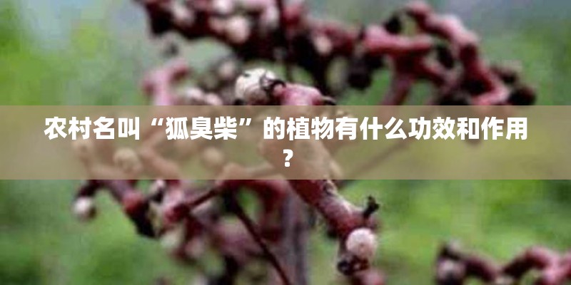 农村名叫“狐臭柴”的植物有什么功效和作用？