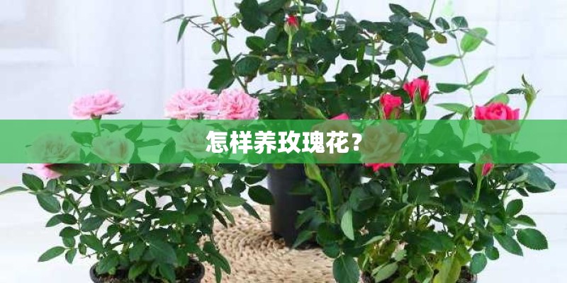怎样养玫瑰花？