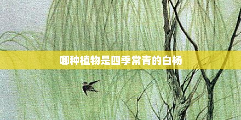 哪种植物是四季常青的白杨