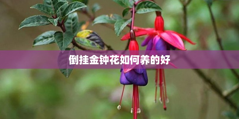 倒挂金钟花如何养的好