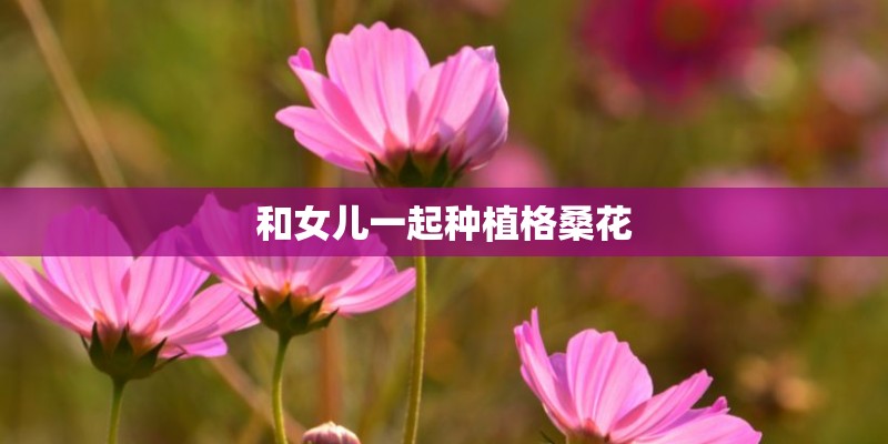 和女儿一起种植格桑花