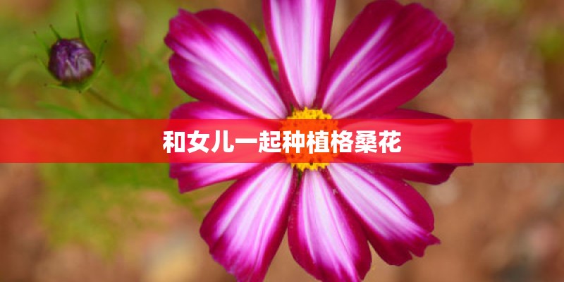 和女儿一起种植格桑花