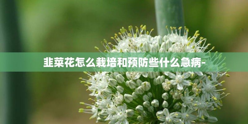 韭菜花怎么栽培和预防些什么急病-