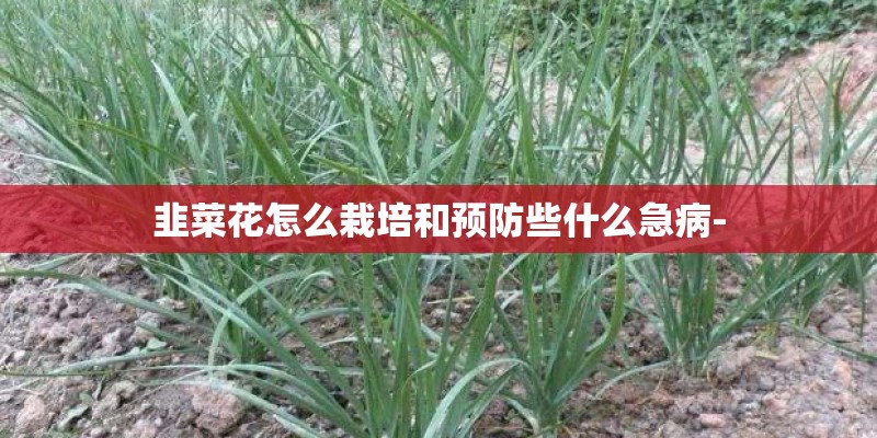 韭菜花怎么栽培和预防些什么急病-