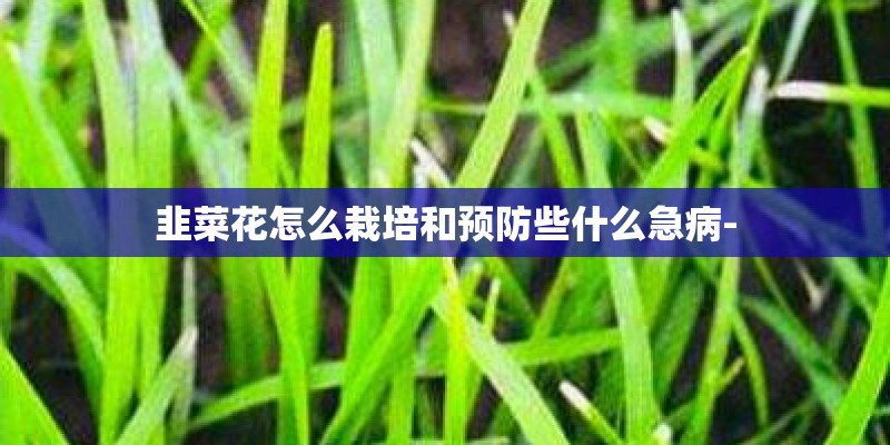 韭菜花怎么栽培和预防些什么急病-