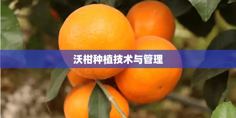 沃柑种植技术与管理