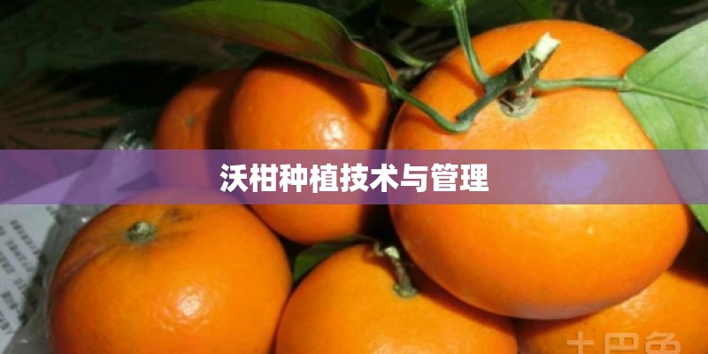 沃柑种植技术与管理
