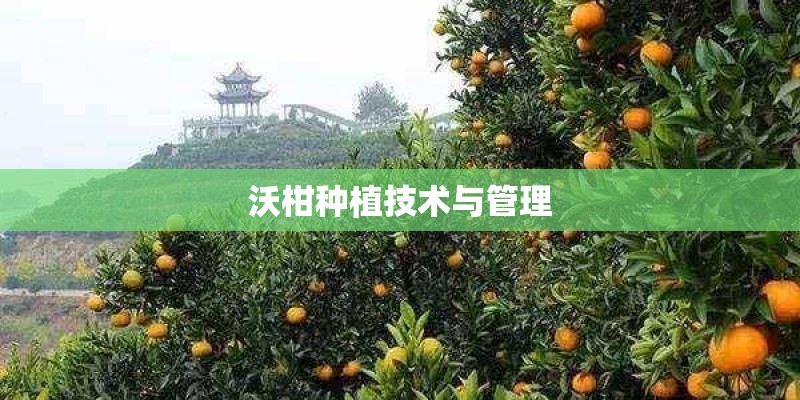 沃柑种植技术与管理
