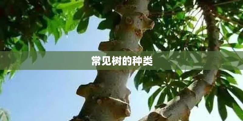 常见树的种类