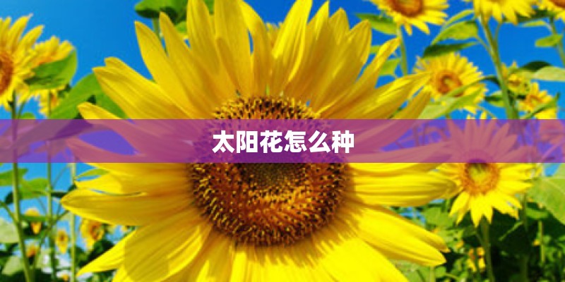 太阳花怎么种