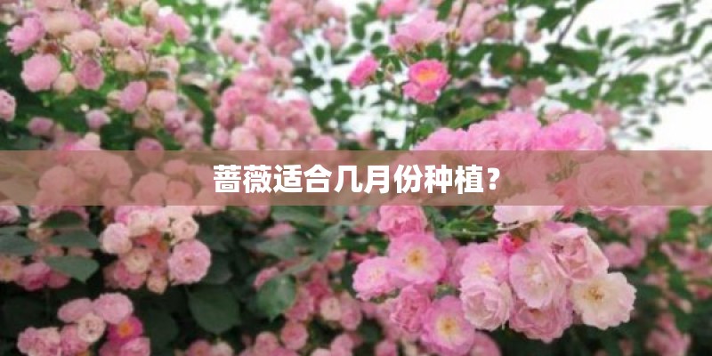 蔷薇适合几月份种植？