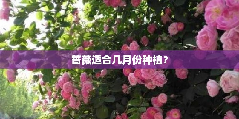 蔷薇适合几月份种植？