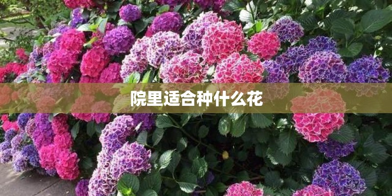 院里适合种什么花