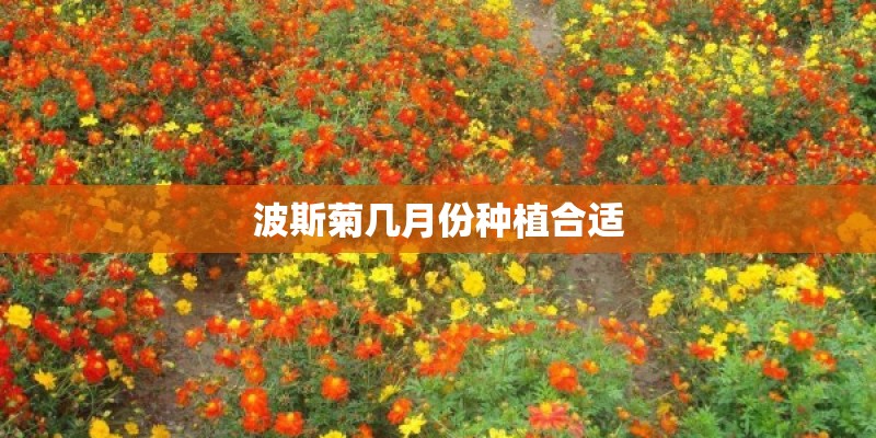 波斯菊几月份种植合适