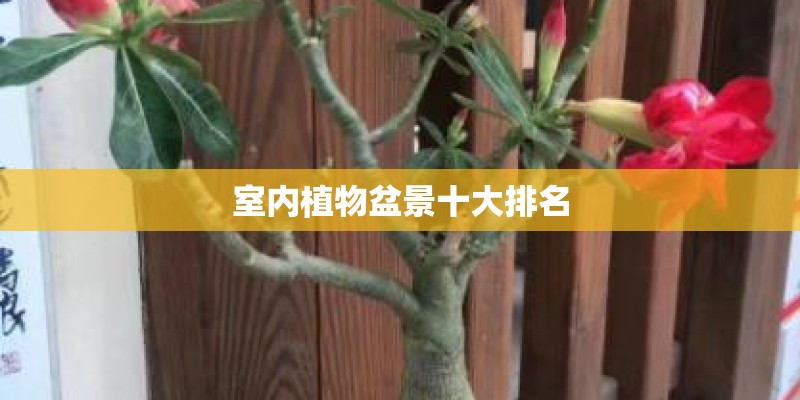 室内植物盆景十大排名