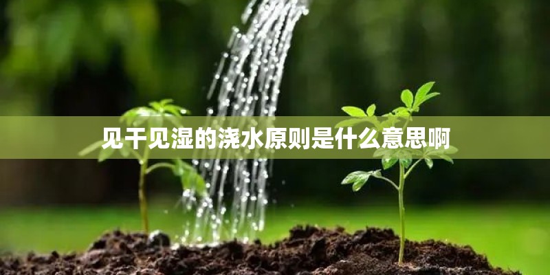 见干见湿的浇水原则是什么意思啊