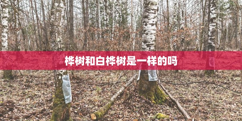 桦树和白桦树是一样的吗