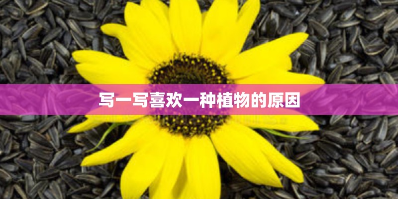 写一写喜欢一种植物的原因