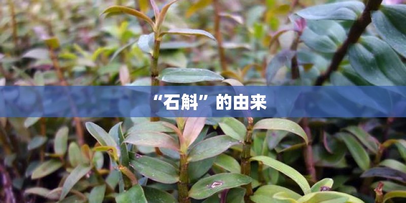 “石斛”的由来