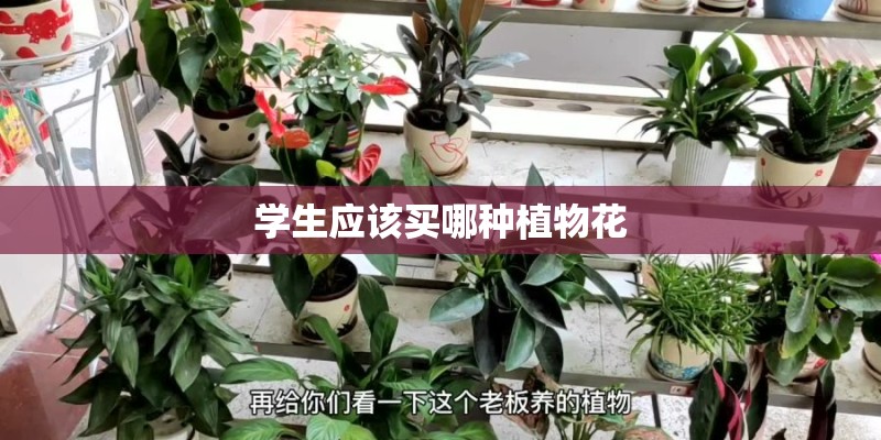 学生应该买哪种植物花