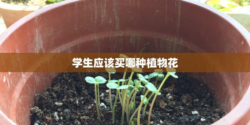 学生应该买哪种植物花