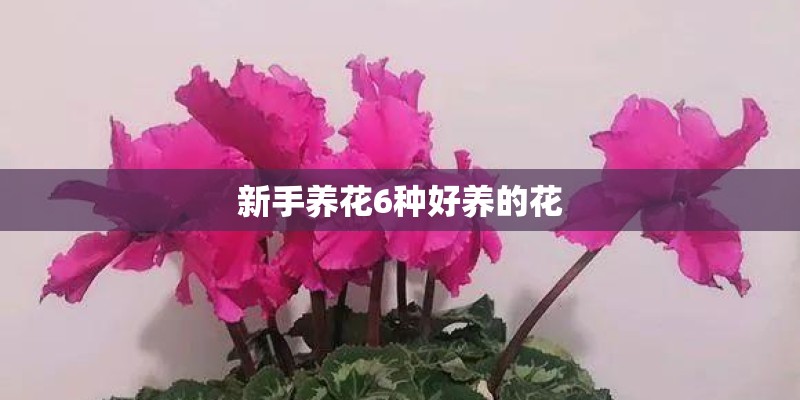 新手养花6种好养的花