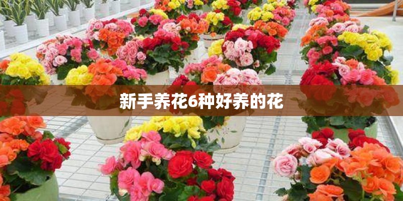 新手养花6种好养的花