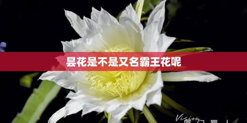 昙花是不是又名霸王花呢