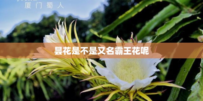 昙花是不是又名霸王花呢