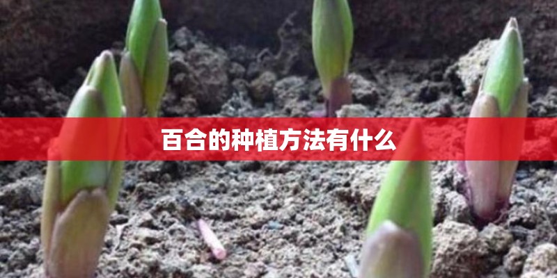 百合的种植方法有什么
