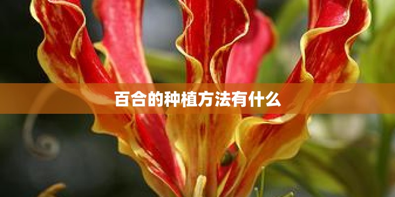 百合的种植方法有什么