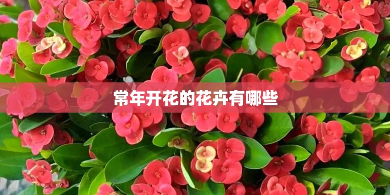 常年开花的花卉有哪些