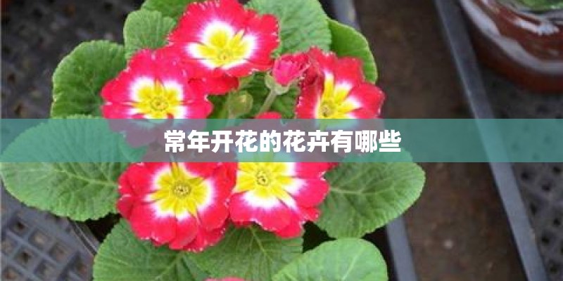 常年开花的花卉有哪些